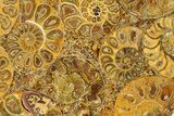 Composite Plate Of Agatized Ammonite Fossils #280964-1